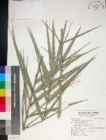 台灣海棗藏品圖，第1張