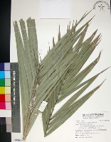台灣海棗藏品圖，第1張