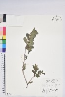 紅毛杜鵑藏品圖，第1張