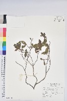 金毛杜鵑藏品圖，第1張