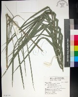 台灣海棗藏品圖，第1張