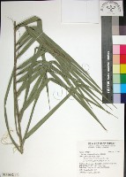 台灣海棗藏品圖，第1張