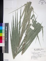 台灣海棗藏品圖，第1張