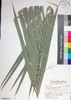 台灣海棗藏品圖，第1張