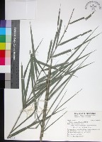 台灣海棗藏品圖，第1張