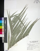 台灣海棗藏品圖，第1張