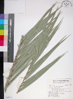 台灣海棗藏品圖，第1張