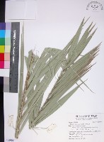 台灣海棗藏品圖，第1張