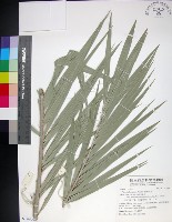 台灣海棗藏品圖，第1張