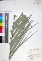 台灣海棗藏品圖，第1張