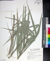 台灣海棗藏品圖，第1張