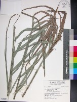 台灣海棗藏品圖，第1張