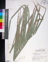 台灣海棗藏品圖，第1張