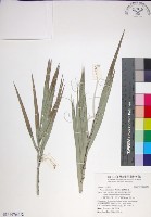 台灣海棗藏品圖，第1張