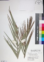 台灣海棗藏品圖，第1張