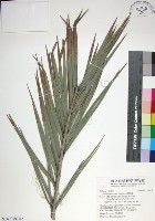 台灣海棗藏品圖，第1張