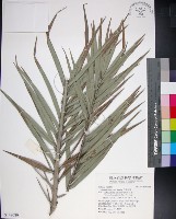 台灣海棗藏品圖，第1張