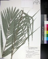 台灣海棗藏品圖，第1張