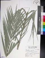 台灣海棗藏品圖，第1張