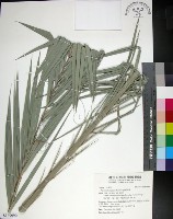 台灣海棗藏品圖，第1張
