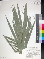 台灣海棗藏品圖，第1張