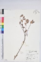 凹葉越橘藏品圖，第1張