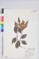 珍珠花、長尾葉越橘藏品圖，第1張