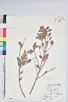 凹葉越橘藏品圖，第1張