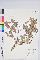 凹葉越橘藏品圖，第1張