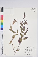 高山白珠樹藏品圖，第1張