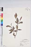 西施花、青紫木藏品圖，第1張