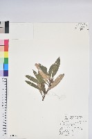 臺灣杜鵑藏品圖，第1張