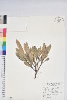 臺灣杜鵑藏品圖，第1張