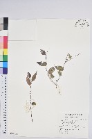 高山白珠樹藏品圖，第1張