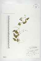 絞股藍藏品圖，第1張