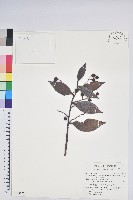 珍珠花、長尾葉越橘藏品圖，第1張