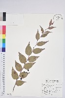 白珠樹藏品圖，第1張