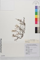 闊柱柳葉菜藏品圖，第1張