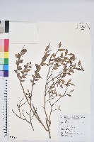 毛蕊花藏品圖，第1張