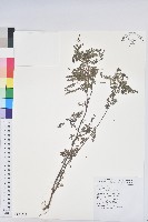 葉下珠、珠仔草藏品圖，第1張