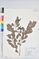 細葉饅頭果藏品圖，第1張