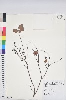 土密樹藏品圖，第1張