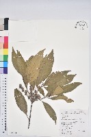 細葉三斗石櫟藏品圖，第1張