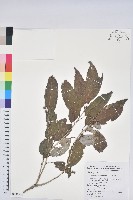 白背櫟藏品圖，第1張