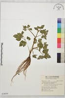 鹿場毛茛藏品圖，第1張