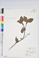 金毛杜鵑藏品圖，第1張