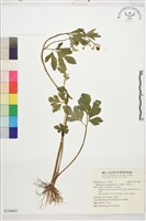 水辣菜、禺毛茛藏品圖，第1張