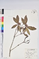 西施花、青紫木藏品圖，第1張