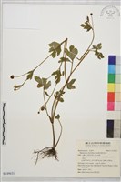 鉤柱毛茛藏品圖，第1張