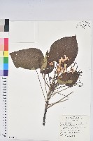 廣東油桐、皺桐藏品圖，第1張